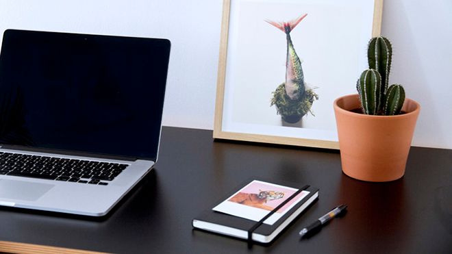 Là người hay dùng máy tính, bạn cần mua ngay 7 loại cây này để chống bức xạ điện từ