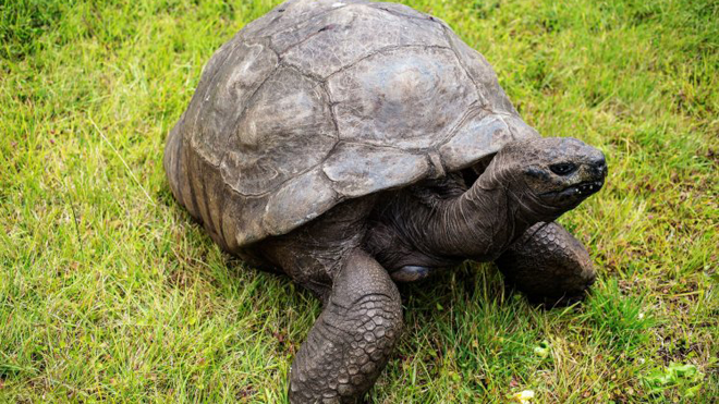 'Cụ rùa' 186 tuổi hoá ra là… gay
