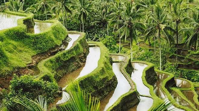 Ngỡ ngàng trước vẻ đẹp không ngờ của những cánh đồng ruộng bậc thang ở Bali