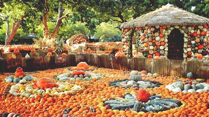 Ngôi làng kì lạ được làm từ 90.000 quả bí ngô