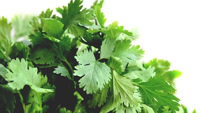 Rau ngò rí có thể đào thải được 80% kim loại nặng từ cơ thể