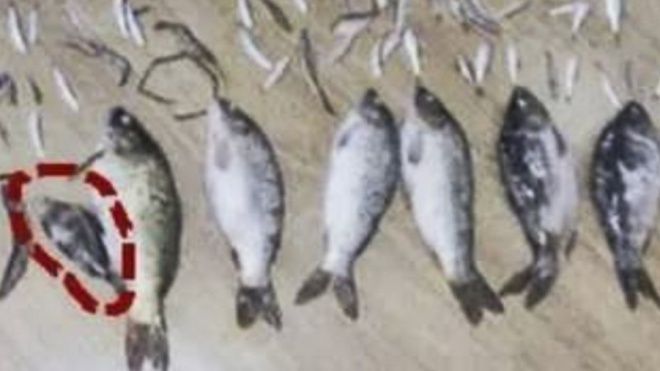 Đi tù 3 năm vì giết một con cá nhỏ nửa lạng