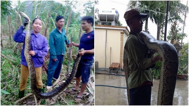 Người dân bắt được 2 con trăn quý hiếm nặng hàng chục kg