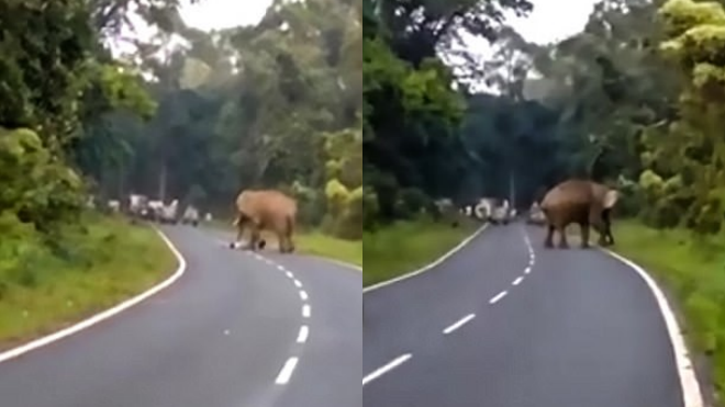 Hãi hùng cảnh voi khổng lồ giẫm chết người ở Ấn Độ