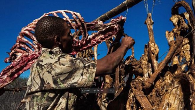 Số phận thảm khốc của 'chúa sơn lâm': Nhốt trong lồng kín, bị săn bắt làm trò tiêu khiển cho giới nhà giàu