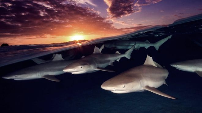 17 bức ảnh thiên nhiên đẹp nhất 2017