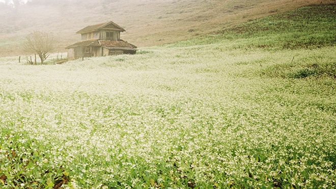 Cuối thu, trắng tinh hoa cải về trên Mộc Châu