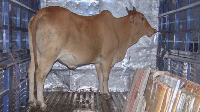 Trộm bò thuê xe trở đi tiêu thụ, bị tài xế đưa thằng vào đồn công an