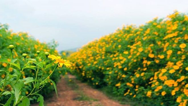 Những loài hoa khoe sắc trong tháng 12