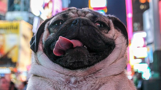 Chó, mèo đang thống trị Internet rồi, không tin bạn xem ngay 10 cún cưng này