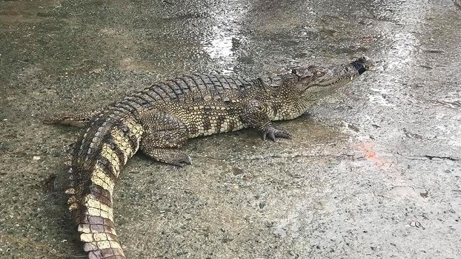 Nhiều người dân tập trung xem cá sấu sống được bày bán giữa chợ ở Đà Nẵng