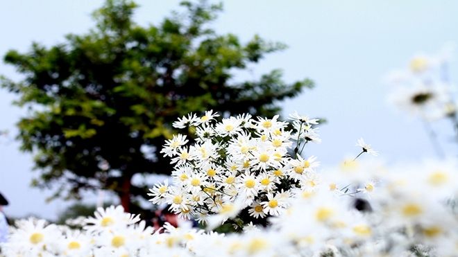 Cúc họa mi cuối mùa mơ màng níu chân người Hà Nội