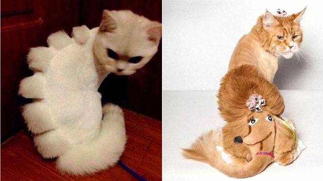 Cười không ngậm được mồm trước 1001 kiểu lông tóc là lượt của các boss