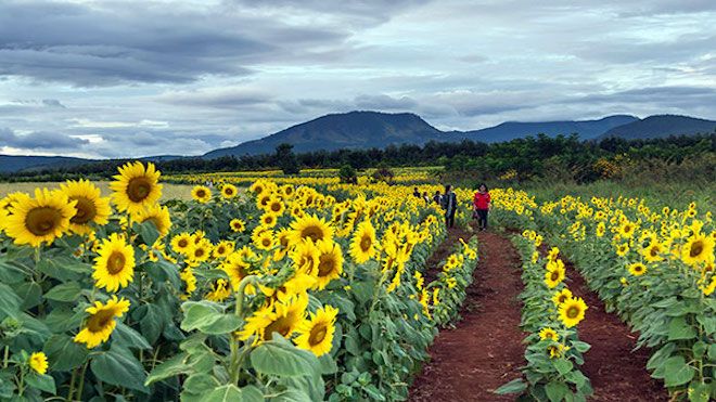 Đà Lạt tháng 12 rực rỡ trong màu sắc của 5 cánh đồng hoa khiến ai cũng ngất ngây