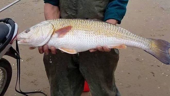 Ngư dân câu được cá sủ vàng, thương nhân trả gần nửa tỷ vẫn chưa bán