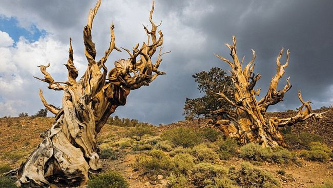 Cây lẻ bóng, cây dự trữ nước cho dân làng: Những loài cây kỳ lạ hay 'kiệt tác' của tự nhiên
