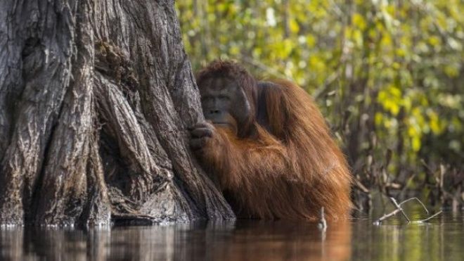 Bức ảnh đười ươi nép sau gốc cây dưới nước gây xúc động, lọt top ảnh ấn tượng năm vừa qua