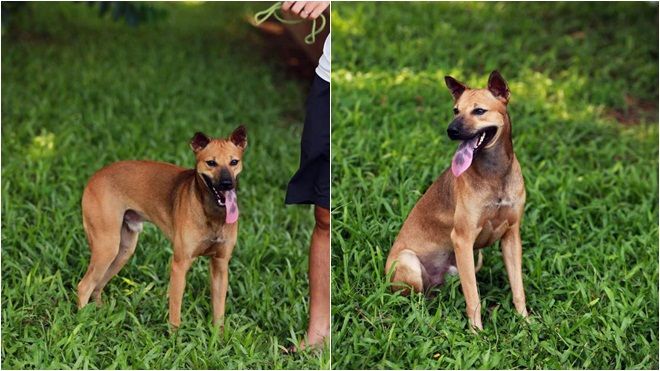 Những điều đặc biệt về chó Phú Quốc - linh vật đường hoa Nguyễn Huệ Tết Mậu Tuất 2018