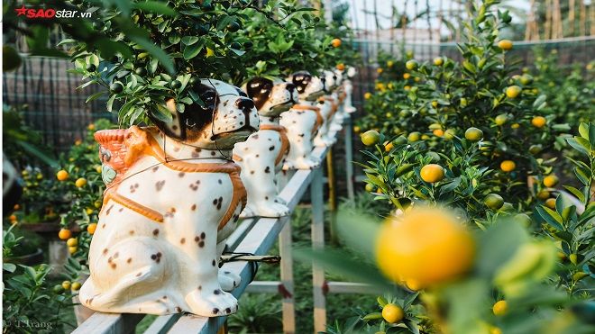 'Sốt' xình xịch chú chó đeo giỏ quất bonsai trên lưng giá hàng chục triệu đồng chơi Tết