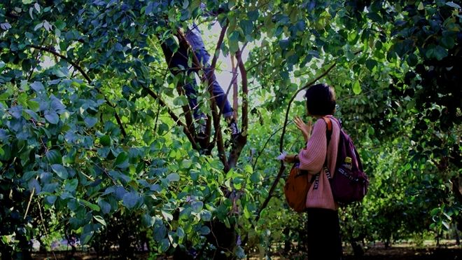 Giới trẻ mê mẩn vườn táo 'sống ảo': Vặt táo xanh ăn thoải mái, check-in ảnh đẹp giá chỉ 10K