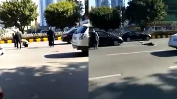 Chủ bị xe đâm qua đời, chú chó trung thành không chịu rời xa nửa bước