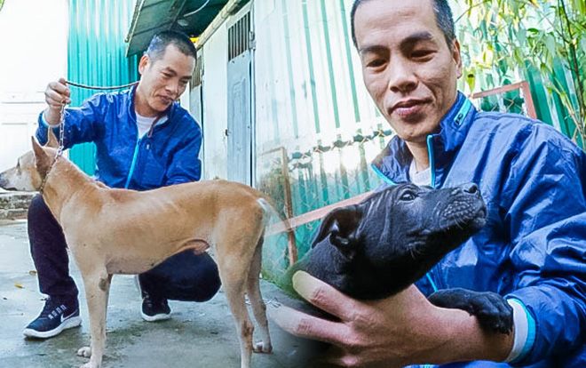 Người 30 năm nuôi chó Phú Quốc: ‘Tôi từng khóc, đóng cửa giao dịch 7 ngày để tưởng nhớ con thủ lĩnh’