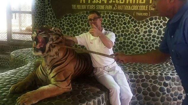 Nhân viên sở thú dùng gậy chọc vào mặt hổ để du khách vô tư chụp ảnh 'sống ảo'