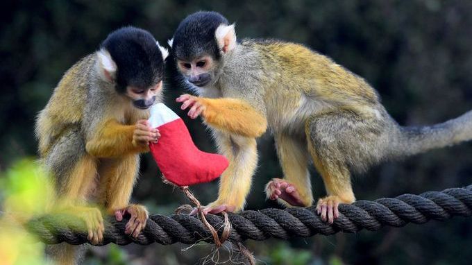 Hài hước với chùm ảnh động vật đón Giáng Sinh