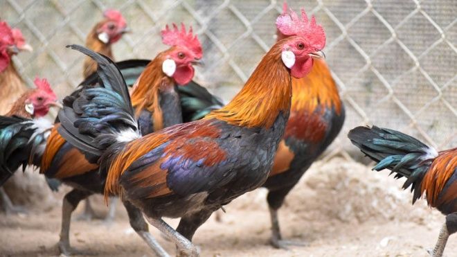 Người dân chi tiền triệu tìm mua gà rừng tiến vua quý hiếm ăn Tết