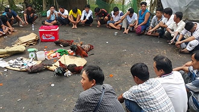 Triệt phá ổ bạc dưới hình thức chọi gà, bắt 20 đối tượng ngày cuối năm