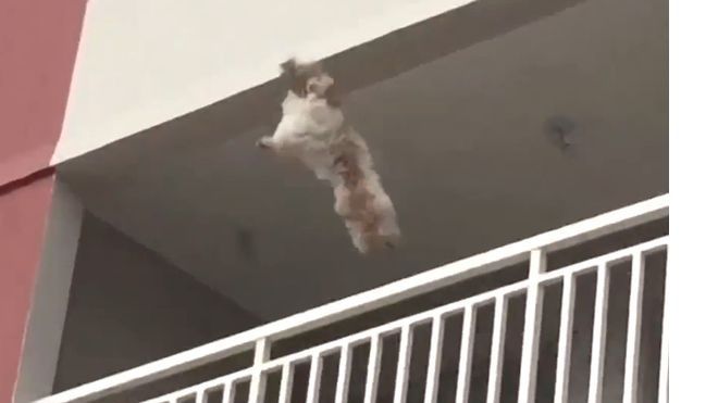 Thót tim khoảnh khắc chó con ngã khỏi ban công tầng 3 và cái kết đầy may mắn