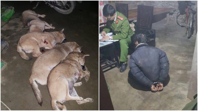 Rùng mình bắt nhóm 'cẩu tặc' sử dụng chất kịch độc Cyanua giết hại gần 1 tạ chó