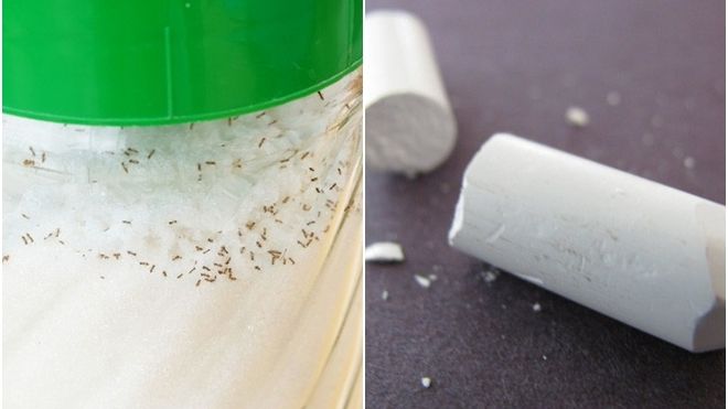 Muốn đàn kiến không dám bén mảng đến lọ đường trong bếp, hãy làm ngay việc này