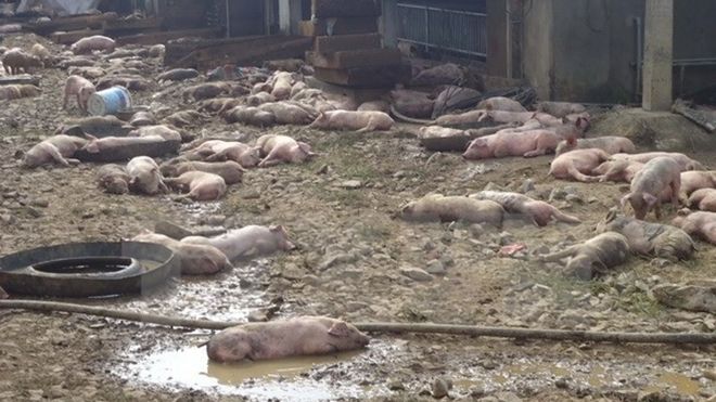 1.200 con lợn của một trang trại bị chết cháy do chập điện