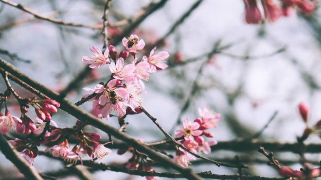 Mai anh đào nở sớm, nhuộm hồng một góc trời Đà Lạt