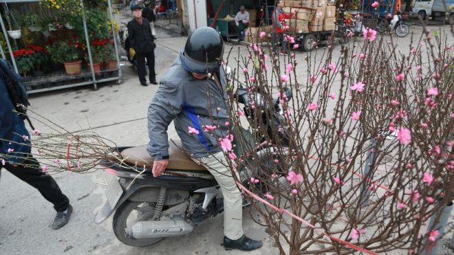 Chợ Quảng Bá ngập sắc hoa đào Nhật Tân, giá rẻ chỉ 50 nghìn/cành