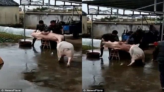 Thấy đồng loại sắp bị cắt tiết, chú lợn xông vào tấn công người để giải cứu