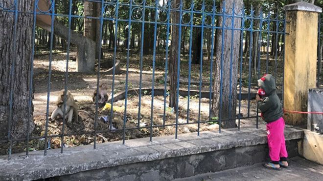 Khỉ liên tục tấn công người ở Tây Ninh