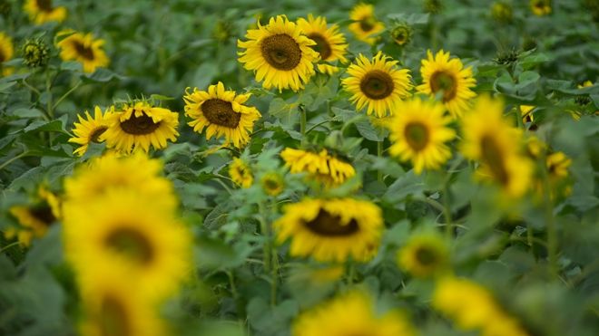 Chẳng cần vào tận Nghệ An mới được ngắm hướng dương, ngay Hà Nội thôi cũng có dải hoa sắc vàng