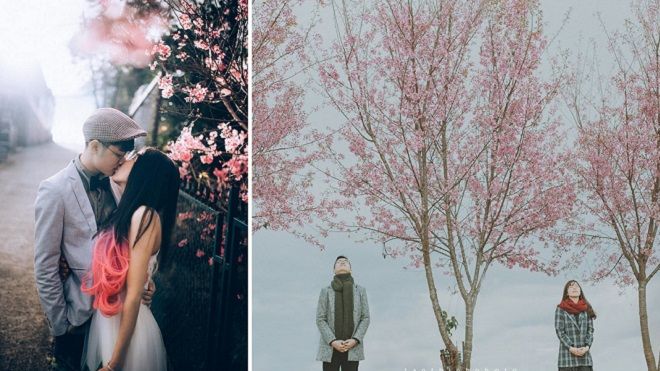 Ra mà xem, cả thế giới đang ở Đà Lạt và 'sống ảo' với hoa mai anh đào này!