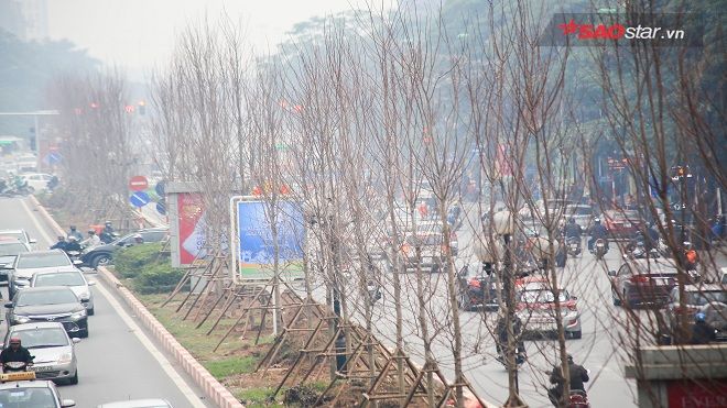 Hình ảnh 100 cây lá phong vừa được trồng ở Hà Nội