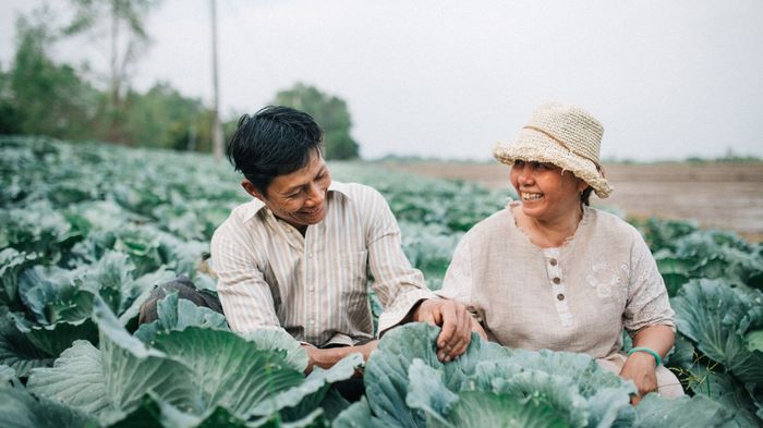 Rưng rưng xem bộ ảnh con trai chụp ba mẹ tình cảm trong mùa thu hoạch bắp cải