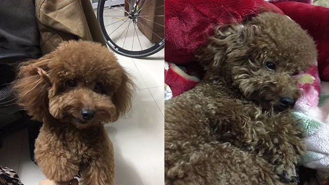 Thanh niên lập fanpage và chạy quảng cáo chỉ với mục đích tìm chó cưng đi lạc