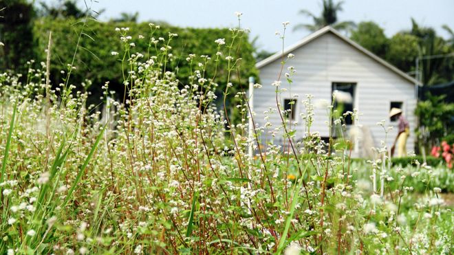 Ngỡ ngàng hoa tam giác mạch Hà Giang khoe sắc tại Sài Gòn