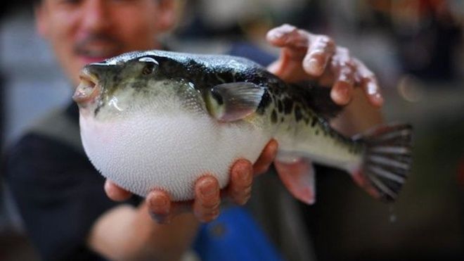 Bán nhầm cá nóc cực độc, siêu thị tá hỏa tìm khách hàng đen đủi