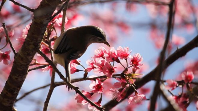 Mai anh đào nở rộ ở Kon Tum