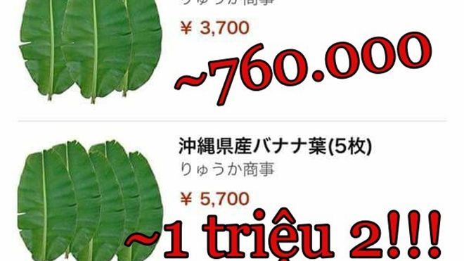 Chuyện lạ có thật: Lá chuối tươi đăng bán trên Amazon có giá gần 500.000 đồng/lá