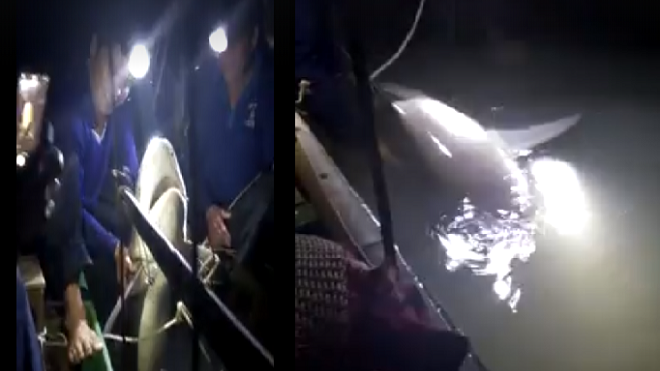 Clip: Cá mập nặng 29kg mắc lưới ngư dân