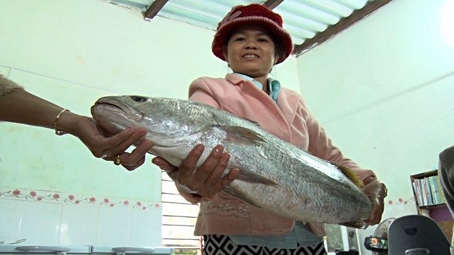 Người dân bắt được 2 con cá lạ nghi sủ vàng quý hiếm