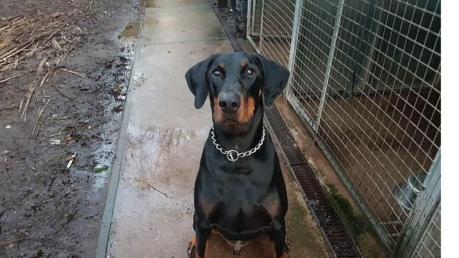 Cảm động chú chó trung thành tự bắt tàu hỏa, vượt hơn 180km để tìm gặp chủ